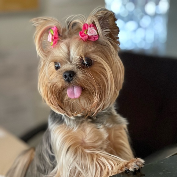 Meet your Posher, RiRi - Picture 16 of 16